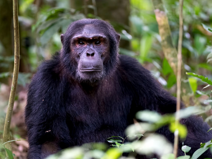 chimpanzee-tracking-in-uganda-rwanda