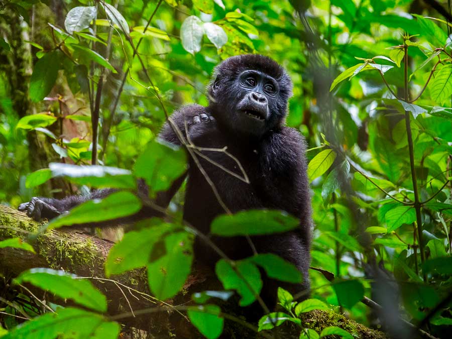 mountain-gorilla-trekking-in-uganda-rwanda